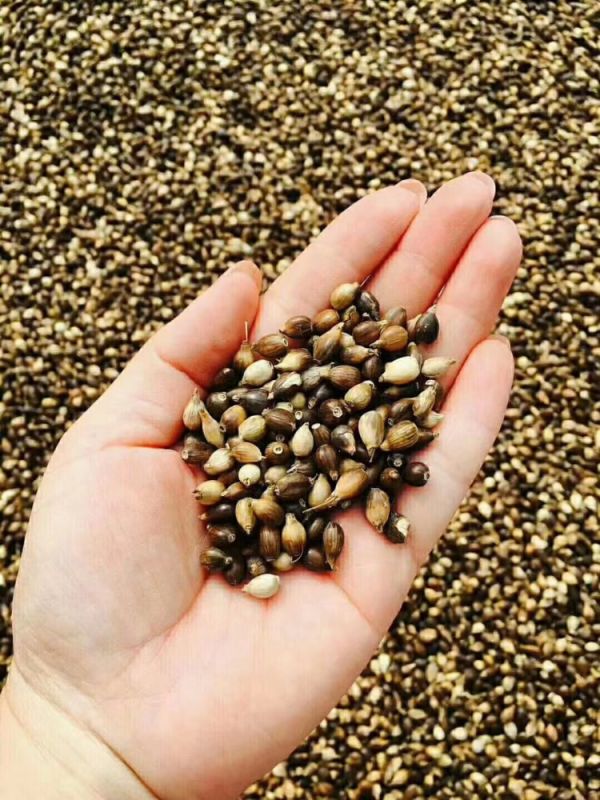 服藥期間可以飲用“懷府薏康堂”系列茶飲嗎？