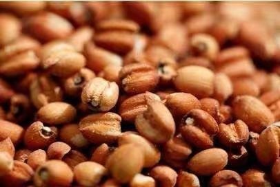 “懷府薏康堂”為什么不做薏米粉？